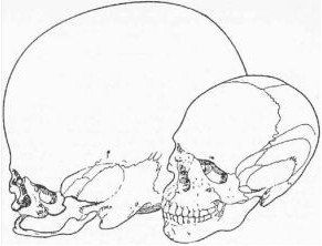 Александр Уголев - Теория адекватного питания и трофология