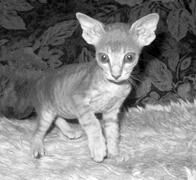 Дарья НЕСТЕРОВА - Кошки - Сфинксы