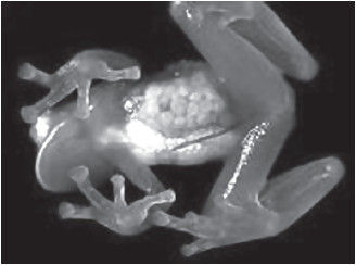 Елена Антоненко - Язык цвета