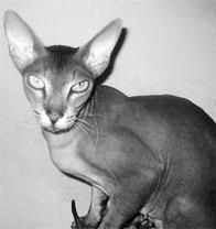 Дарья НЕСТЕРОВА - Кошки - Сфинксы