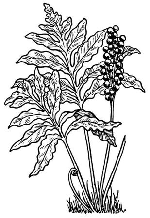 Ирина Сергиевская - Клады Москвы. Легендарные сокровища, тайники и подземелья