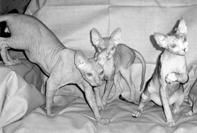 Кошки - Сфинксы