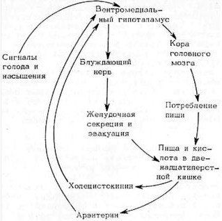 Александр Уголев - Теория адекватного питания и трофология
