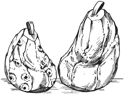 Татьяна Ивановская - Шьем мягкие игрушки, подушки и кресла-мешки