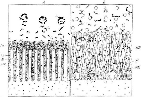 Александр Уголев - Теория адекватного питания и трофология