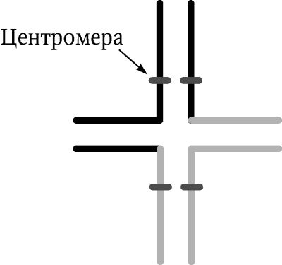 Николай Курчанов - Генетика человека с основами общей генетики. Руководство для...