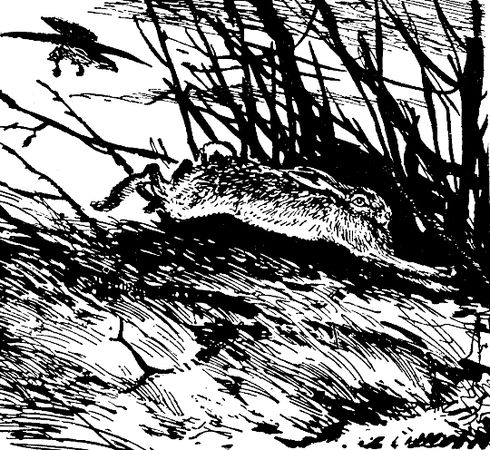 Владимир Арсеньев - Встречи в тайге