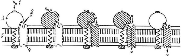 Александр Уголев - Теория адекватного питания и трофология