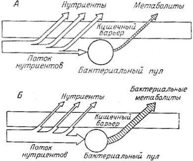Александр Уголев - Теория адекватного питания и трофология