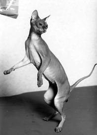 Дарья НЕСТЕРОВА - Кошки - Сфинксы