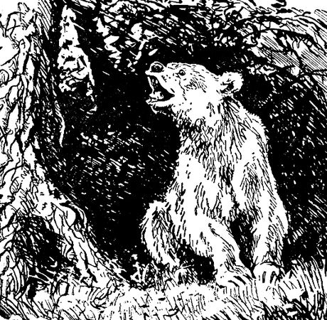 Владимир Арсеньев - Встречи в тайге