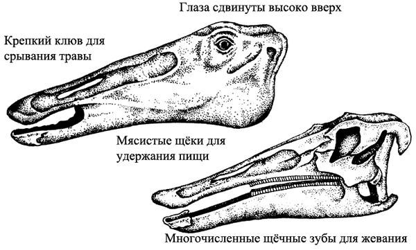 Дугал Диксон - Новые динозавры. Альтернативная эволюция