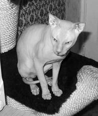 Дарья НЕСТЕРОВА - Кошки - Сфинксы