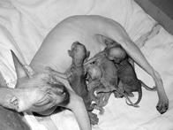 Кошки - Сфинксы