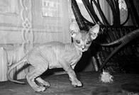 Кошки - Сфинксы