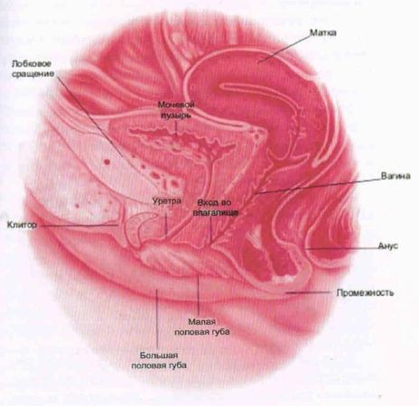 Евгения Фролова - Искусство управления интимными мышцами. Секреты великих...