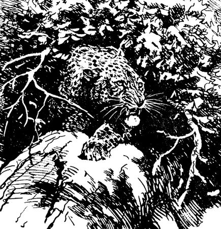 Владимир Арсеньев - Встречи в тайге