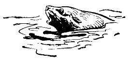 Встречи в тайге