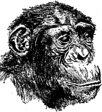 Стелла Брюер - Шимпанзе горы Ассерик