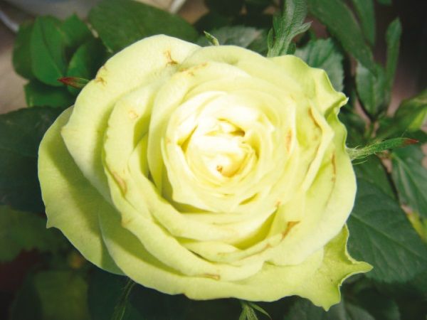 Олёна Ростова - По осколкам