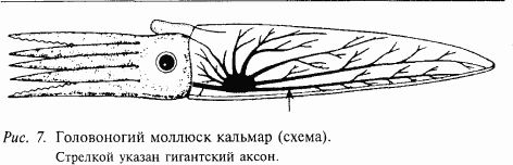 Валерий Шульговский - Основы нейрофизиологии