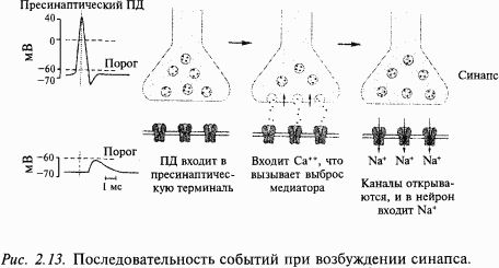 Валерий Шульговский - Основы нейрофизиологии