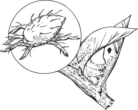 Сергей Кашин - Умное цветоводство круглый год на даче и дома