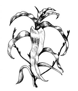 Екатерина Константинова - Лечение болезней и дефектов кожи. И жировик исчез, и...