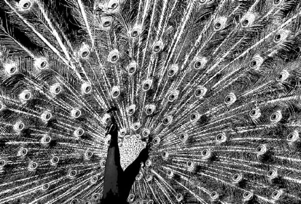 Николай Курчанов - Антропология и концепции биологии