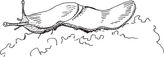 Сергей Кашин - Умное цветоводство круглый год на даче и дома