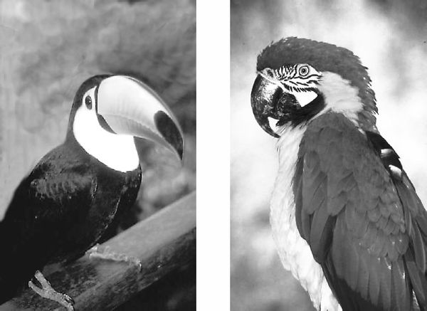 Николай Курчанов - Антропология и концепции биологии