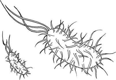 Сергей Кашин - Умное цветоводство круглый год на даче и дома