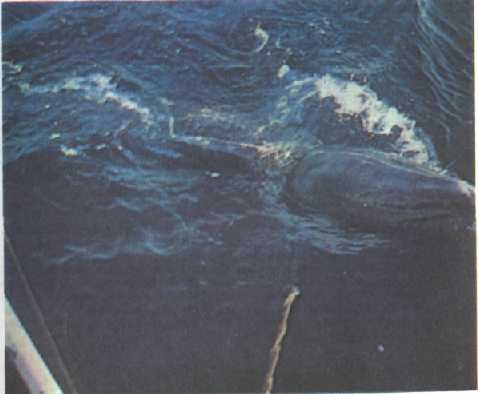 Жак-Ив Кусто, Филипп Диоле - Могучий властелин морей