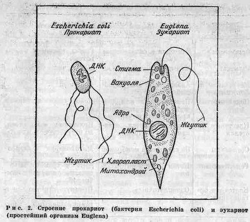 Георгий Войткевич - Возникновение и развитие жизни на Земле