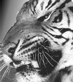 Николай Курчанов - Антропология и концепции биологии