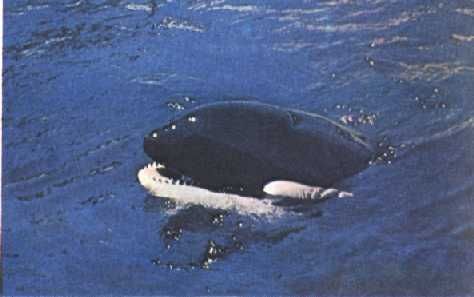 Жак-Ив Кусто, Филипп Диоле - Могучий властелин морей