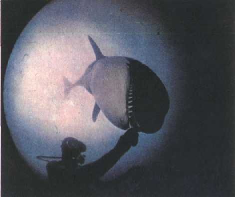 Жак-Ив Кусто, Филипп Диоле - Могучий властелин морей