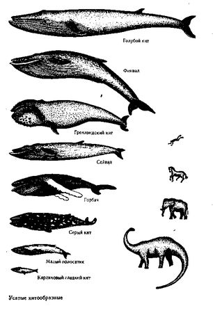 Жак-Ив Кусто, Филипп Диоле - Могучий властелин морей