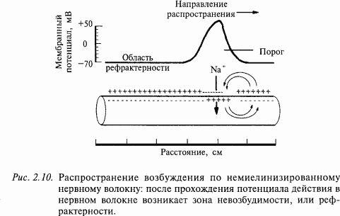 Валерий Шульговский - Основы нейрофизиологии