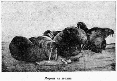 Г. Красинский - На Советском корабле в Ледовитом океане