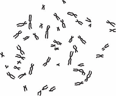 Николай Курчанов - Антропология и концепции биологии