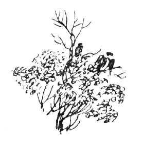 Джордж Майкл - Семья Майклов в Африке