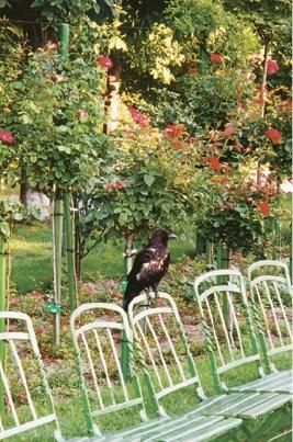 Эвелин Штриглер - Вена. Путеводитель