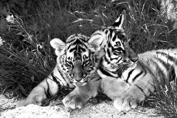 Николай Курчанов - Антропология и концепции биологии