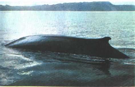 Жак-Ив Кусто, Филипп Диоле - Могучий властелин морей