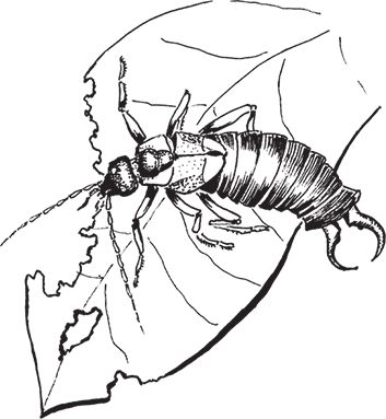 Сергей Кашин - Умное цветоводство круглый год на даче и дома