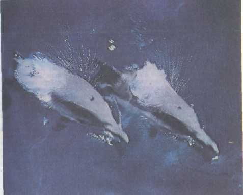 Жак-Ив Кусто, Филипп Диоле - Могучий властелин морей