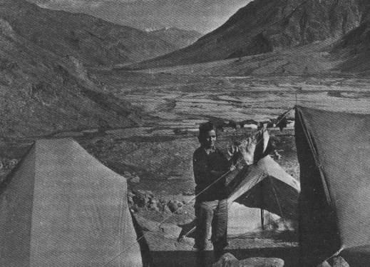 Мишель Пессель - Золото муравьев