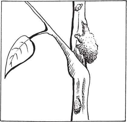 Сергей Кашин - Умное цветоводство круглый год на даче и дома