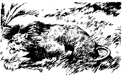 Жозеф Рони-старший - Борьба за огонь. Пещерный лев